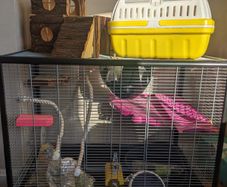 Rat cage and accessories