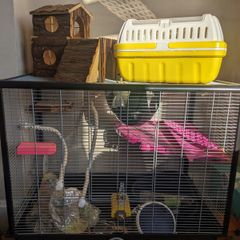 Rat cage and accessories
