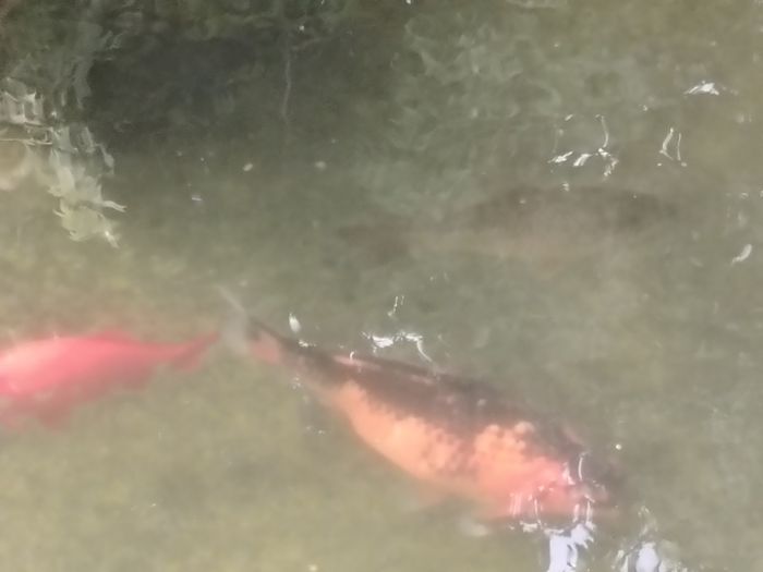 large goldfish available