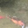 large goldfish available Image 4