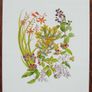 Print of a watercolour painting of hedgerow flowers Image 2