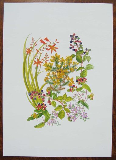 Print of a watercolour painting of hedgerow flowers