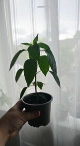 chili pepper plants