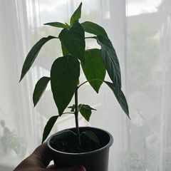 chili pepper plants