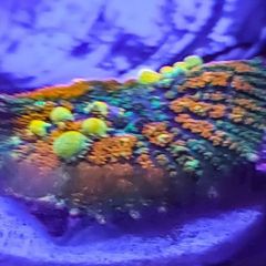 Circus bounce mushroom