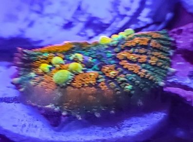 Circus bounce mushroom