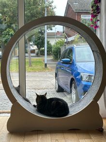 Cat Exercise Wheel