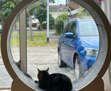 Cat Exercise Wheel