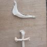 Jaw/Bone wall hanging Image 2