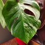 No.68 Monstera Albo Image 3