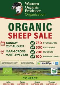 Organic Sheep Sale
