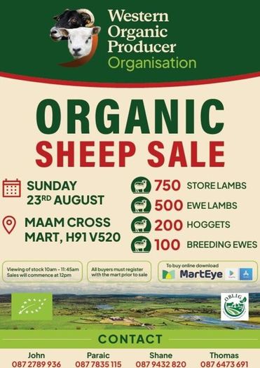 Organic Sheep Sale