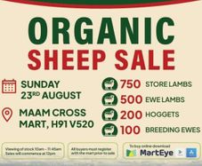 Organic Sheep Sale