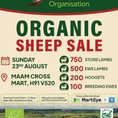 Organic Sheep Sale