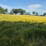Wholecrop Image 4