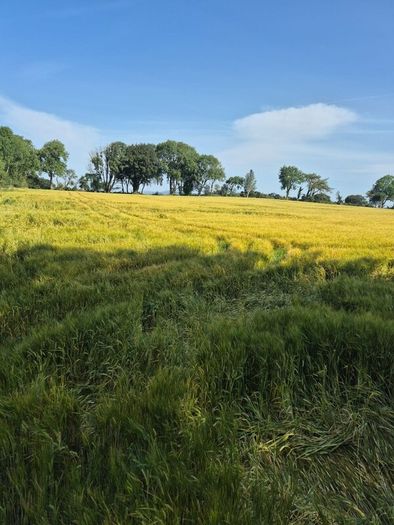 Wholecrop