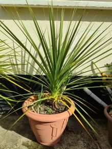Palm tree
