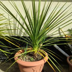 Palm tree