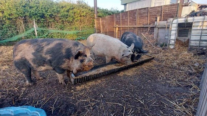 Three pigs, 1x boar and 2x sows