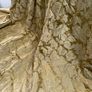 Beautiful Gold Embossed Silk Interlined Curtains 140in - 355cm Wide  x 90in - 228cm Drop  2 Pairs Available Image 2