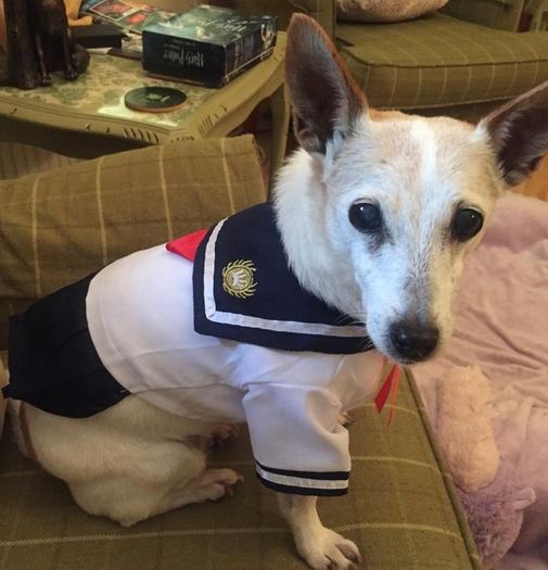 Dog Sailor Dress