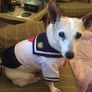 Dog Sailor Dress Image 5