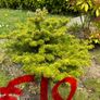 plant Image 4