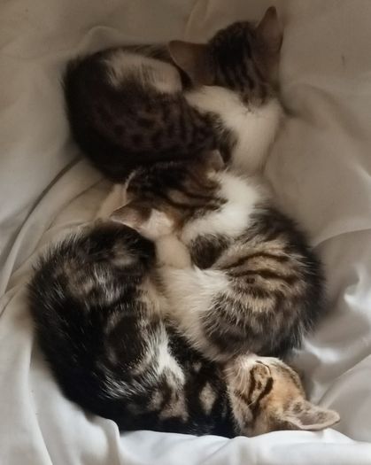 Kittens