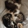 Kittens Image 2