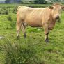 Cows calf Image 2