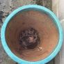 Large/Medium Glazed Earthenware Egg Flower Pot- 3 available Image 5
