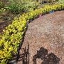 Laurel Hedging Image 3
