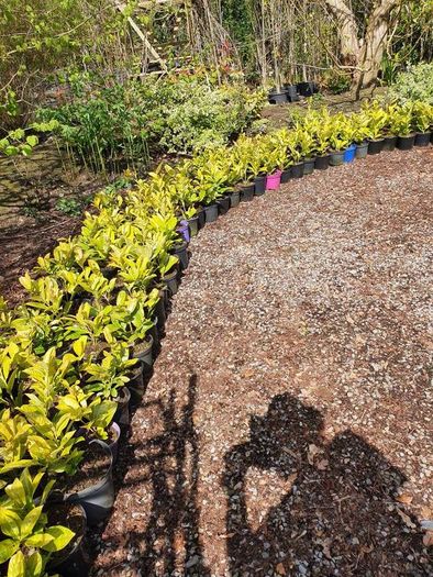 Laurel Hedging