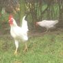 Leghorn Roosters Image 8