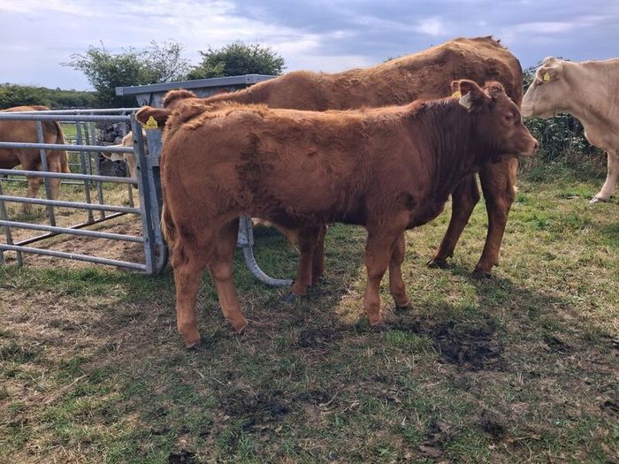 PB  Loyal Limousin Bull,
