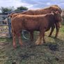 PB  Loyal Limousin Bull, Image 6