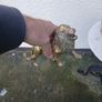 large brass animals Image 3