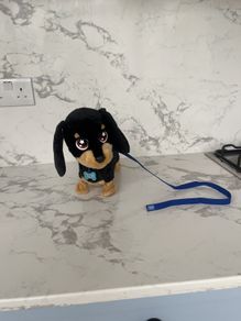 Toy Dog
