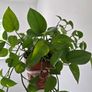 Home plant Image 4
