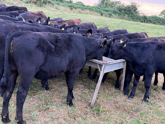 20 Aberdeen Angus Bull Weanlings