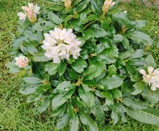 Cunninghams White Rhododendron