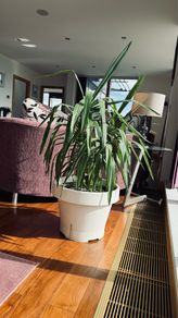 house plants