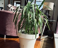 house plants