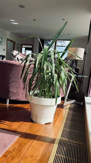 house plants