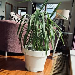 Yukka - large