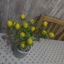 lemon plant Image 3