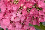 Hydrangea