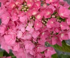 Hydrangea
