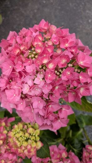 Hydrangea
