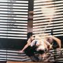 Siouxsie and the Banshees - Kaleidoscope (First Press) Image 8